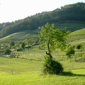 Felder und Wiesen im Glottertal im Schwarzwald