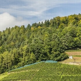 Weinreben und Hgel im Glottertal im Schwwarzwald