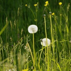 Lwenzahn und Pusteblume